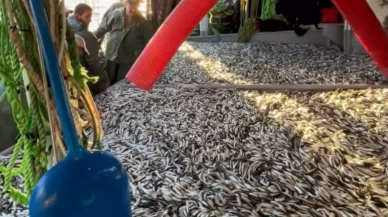 Çanakkale Boğazı’nda sezonun bereketi: 1500 kasa sardalya