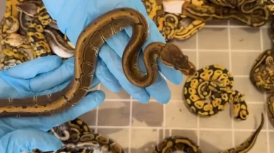 Kapıkule'de şoke eden kaçakçılık! 67 canlı piton ele geçirildi