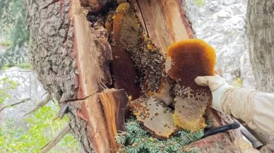 Kastamonu’da yıllardır değişmeyen hayat!
