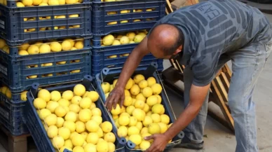 Üreticide 7 lira, markette 51 lira! Limon zirveye çıktı