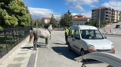 Kaçan at seyir halindeki otomobile çarptı