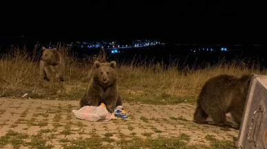 Kars Sarıkamış’ta boz ayılar sokaklara indi