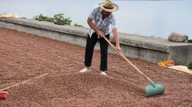 Fındıkta harman derdini bitiren yöntem! 3 tonu 24 saatte kuruttu