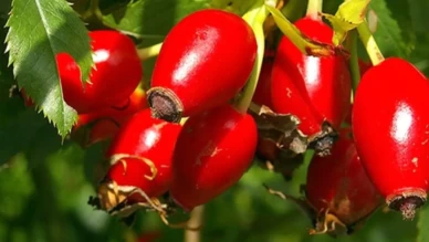 Sadece çayı değil, Yemeği de şifa saçıyor!