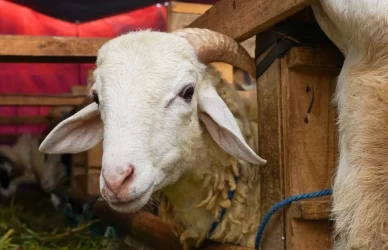 Kurban Bayramı'na kaç gün kaldı 2026? Kurban Bayramı hangi ay? Diyanet tarihi