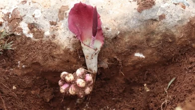 Mantar ararken literatüre yeni bir bitki kazandırdı