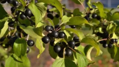 Acı Çehre Tohumu etkisi şaşırtıyor