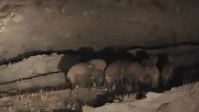 Van’da köye inen domuz sürüsü kameralara yakalandı