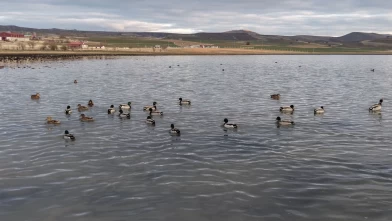 Kuruyan Bingöl Gölü yeniden hayat buldu: Kuşlar geri döndü