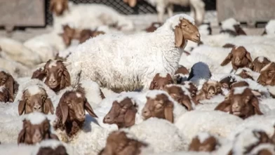 Türkiye’nin dev tarım işletmesinde 60 bin kuzu dünyaya geldi