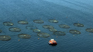 Balıkçılık sektörü destan yazıyor