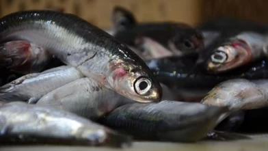 Karadeniz’de hamsi bolluğu balıkçının yüzünü güldürmedi