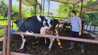 Muğla'da şap alarmı! 11 mahalle karantinaya alındı