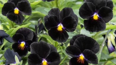 Kömür çiçeğinin vücudu arındırıcı gücü şaşırtıyor