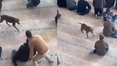 Çayırova’da camiye giren pitbull paniğe neden oldu: Sahibine adli işlem