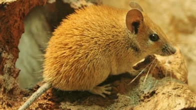 Rüyada Fare Görmek Ne Anlama Gelir?