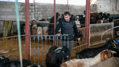 Depremzede besici devlet desteğiyle sürüsünü yeniden kurdu