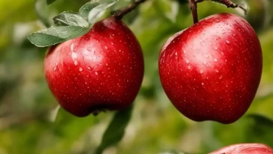 Rüyada Elma Toplamak Ne Anlama Gelir?
