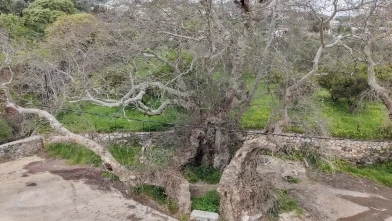 Bodrum'da doğa yürüyüşü yaparken fark ettiler: 2 bin yıllık çınar ağacı