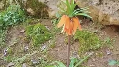 Diyarbakır'ın nadide çiçeği 'ters lale' baharı müjdeledi