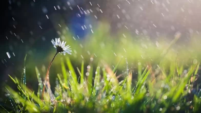 Nisan yağmuru şifa duası 2026! Nisan yağmuru ne zaman toplanır, içilir mi?