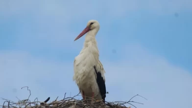 Kuşadası’na 40 yıl sonra leylekler geldi