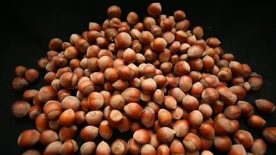 Giresun fındığı fiyatı ile sezon rekorunu kırdı