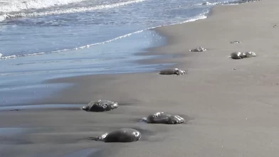 Sahillerde görülüyor! Uzmanlar uyardı: Sakın dokunmayın