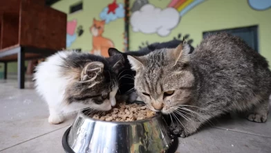 Martta fiyatı en çok artan ve azalan ürünler belli oldu