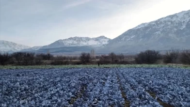 Mikroklima Nedir?