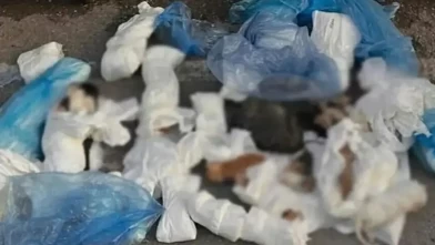 33 kedinin ölü bulunduğu vahşette flaş gelişme!