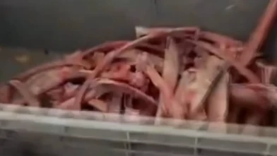 Ankara'da gıda terörüne darbe: 40 ton et ve 1,5 ton kaçak yağ ele geçirildi