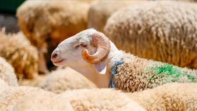 Kurban kesmek Kur’an’da hangi ayetlerde geçiyor?
