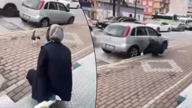 Kocaeli'de vicdanları sızlatan görüntü: Market çalışanı kediye yağ çözücü sıktı!