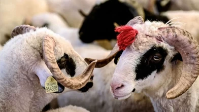 Kurban vekaleti nasıl verilir? Kurumlara vekalet verirken ne denir? (Diyanet Rehberi)