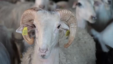 Kurban vekaleti 2026 nasıl verilir, ücretli mi? Diyanet'e göre kurban vekaleti verme şartları ne?