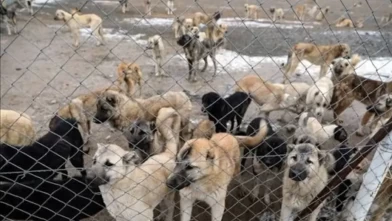 Edremit'te kuduz alarmı: 7 mahallede karantina dönemi