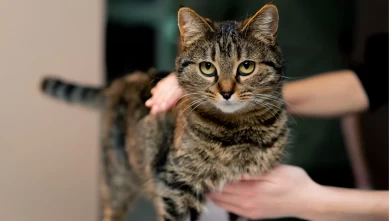 Kedi sahiplenmeden önce bilmeniz gerekenler