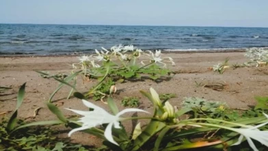 Samsun'da doğaya zarar veren yandı! 699 bin TL'lik rekor ceza kesildi
