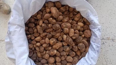 Bingöl’de izinsiz salep toplayan ve biyokaçakçılık yapanlara 4,2 milyon lira ceza,