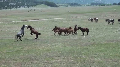 Yılkı atlarıyla ilgili yankı uyandıran iddia!