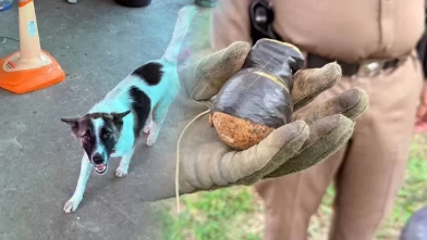 Köpeğin eve getirdiği cisim dehşete düşürdü!