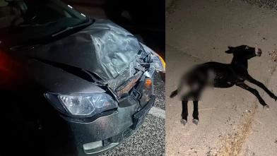 Adıyaman'da yola çıkan eşek kazaya neden oldu