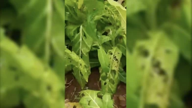 Adıyaman’da dolu yağışı tütün tarlalarına zarar verdi