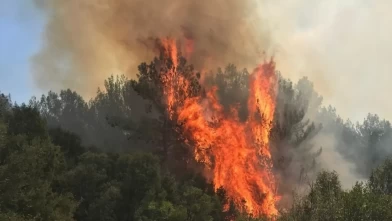 Muğla'da orman yangını çıktı!