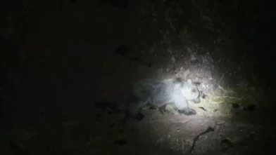 Tunceli'de yaban domuzu ile boz ayı aynı karede görüntülendi