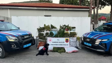 Samsun’da 1757 kök kenevir ile 138 kilo esrar ele geçirildi