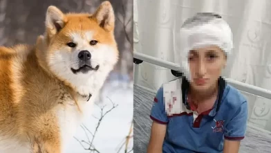 İzmir'deki köpek saldırısı davasında tazminat kararı!