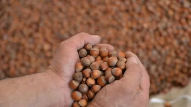 Ticaret Bakanlığı harekete geçti! Fındık piyasasında denetim başlatıldı