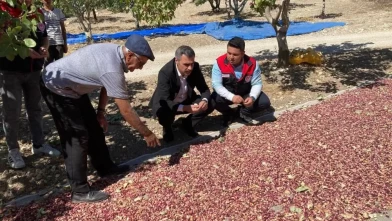 Denizli’de Antep fıstığı hasadı başladı!